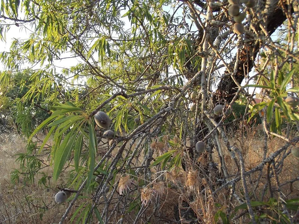Vila da Mesa Algoz